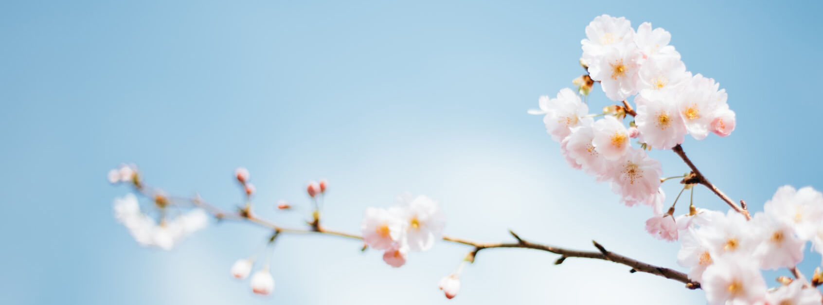毛夏兰